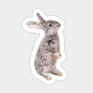 Rabbit 12 Sticker